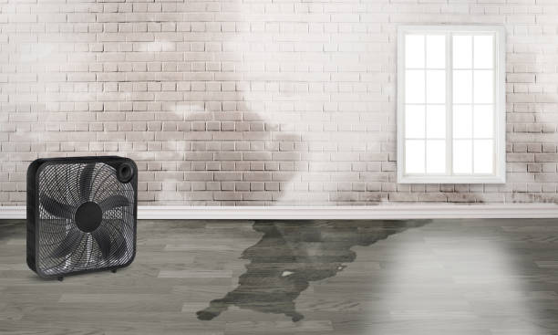 Best Water damage cleanup near me  in Marriott Slaterville, UT